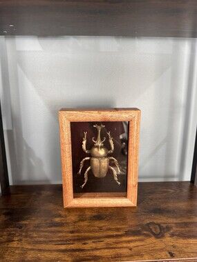 Faux taxidermy beetle in a wooden shadow box